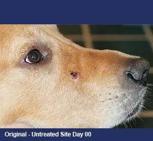 Skin Cancer in Dog Treatment With the CC Formula