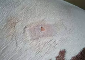 Skin Cancer Treatment in Horse With The CC Formula
