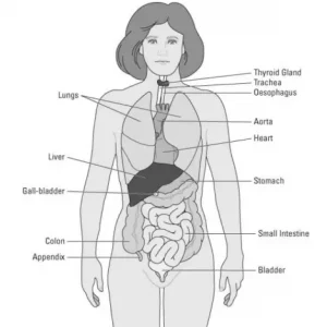 The anatomy of cancer